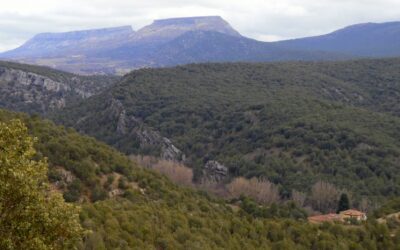 Bosques del Arlanza